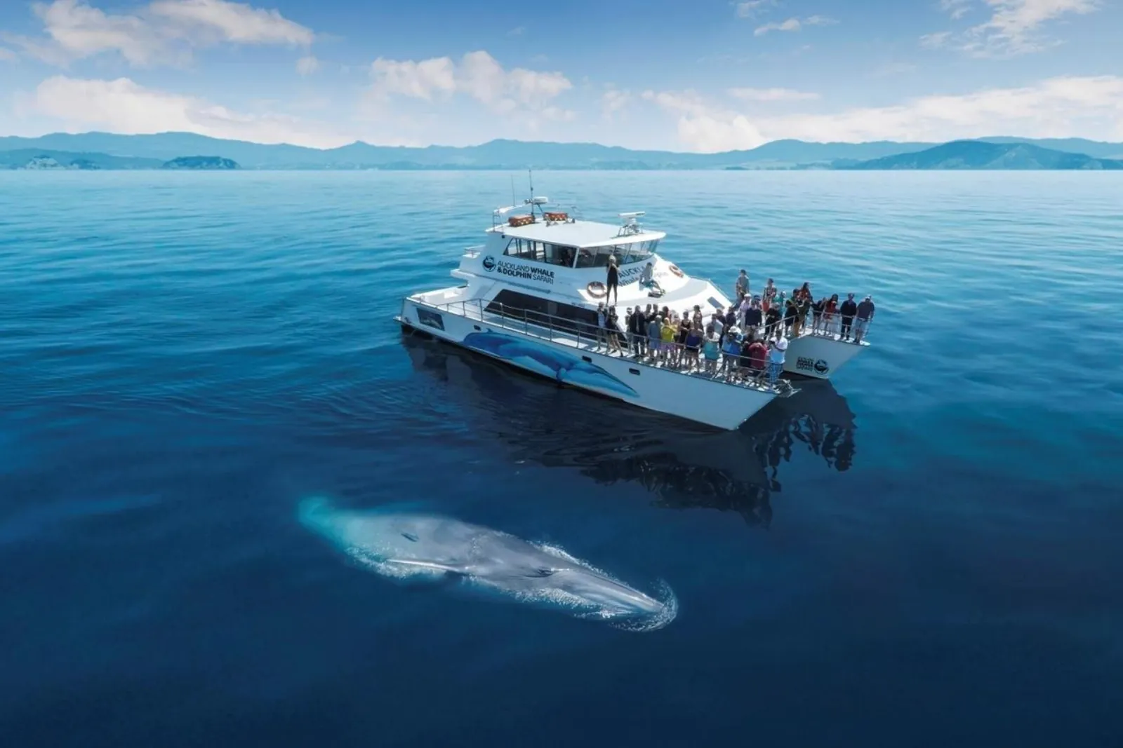 Dolphin Explorer catamaran on a glassy sea beside a surfacing whale