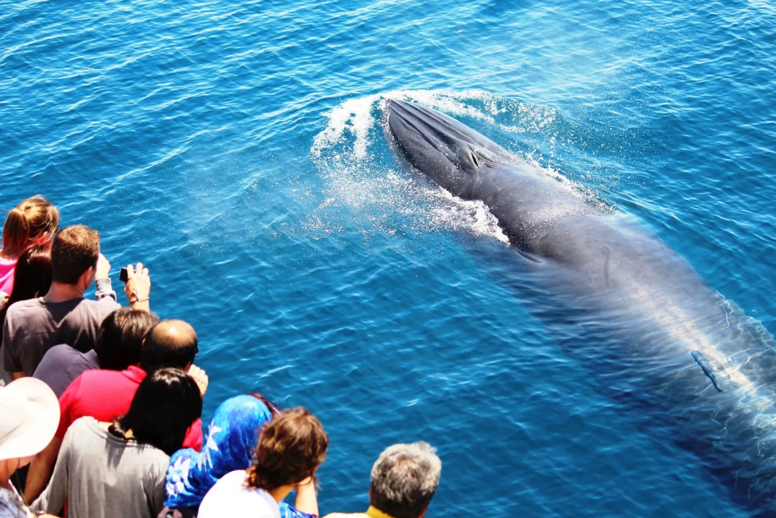 Passengers at the rail photographing a whale just below the surface