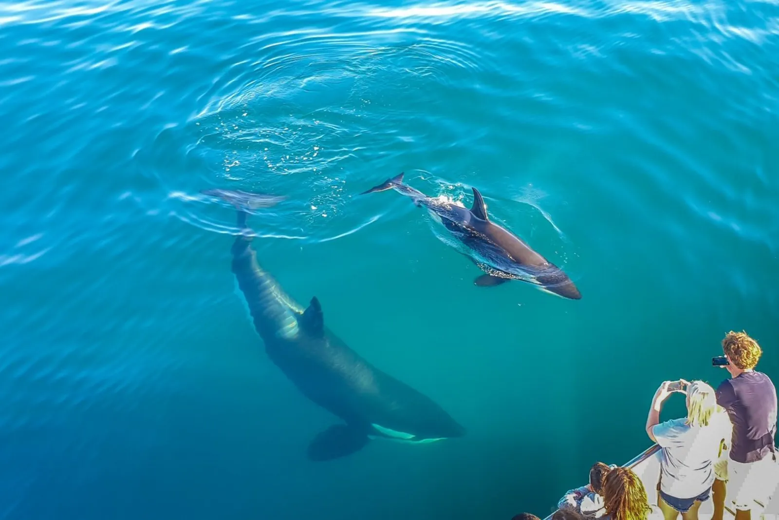Orca and a dolphin swimming in clear green water beside the boat