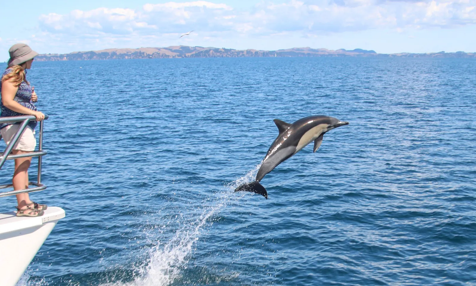 Passenger at the bow watching a common dolphin leap alongside