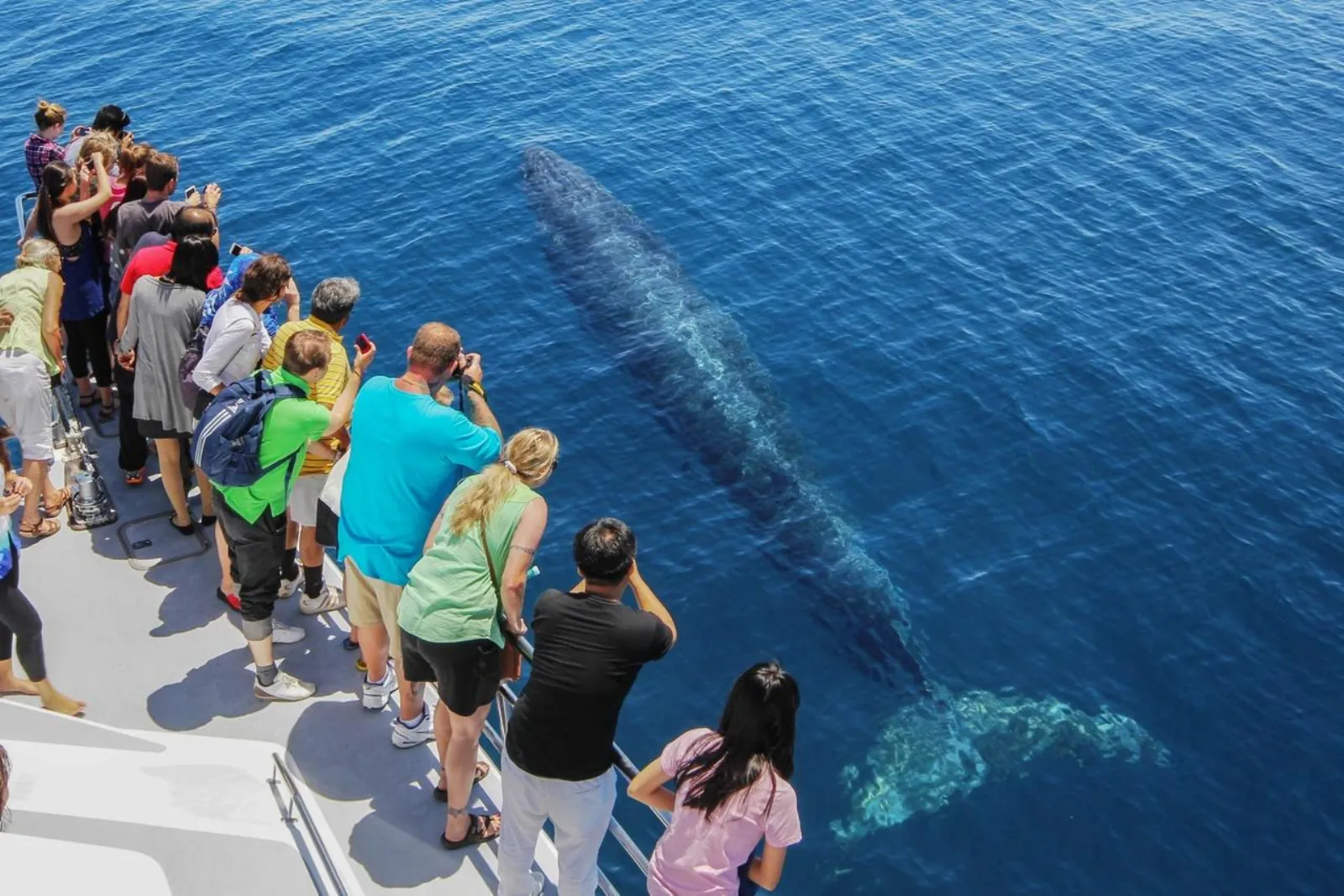 Passengers lining the deck above a whale gliding under the surface