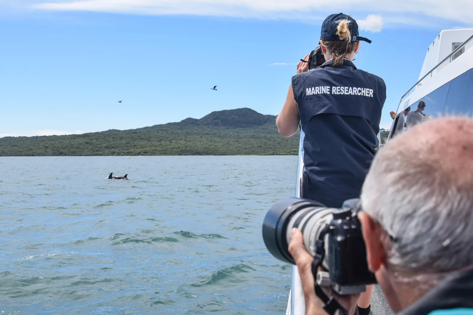 Marine researcher photographing a dolphin near Rangitoto Island