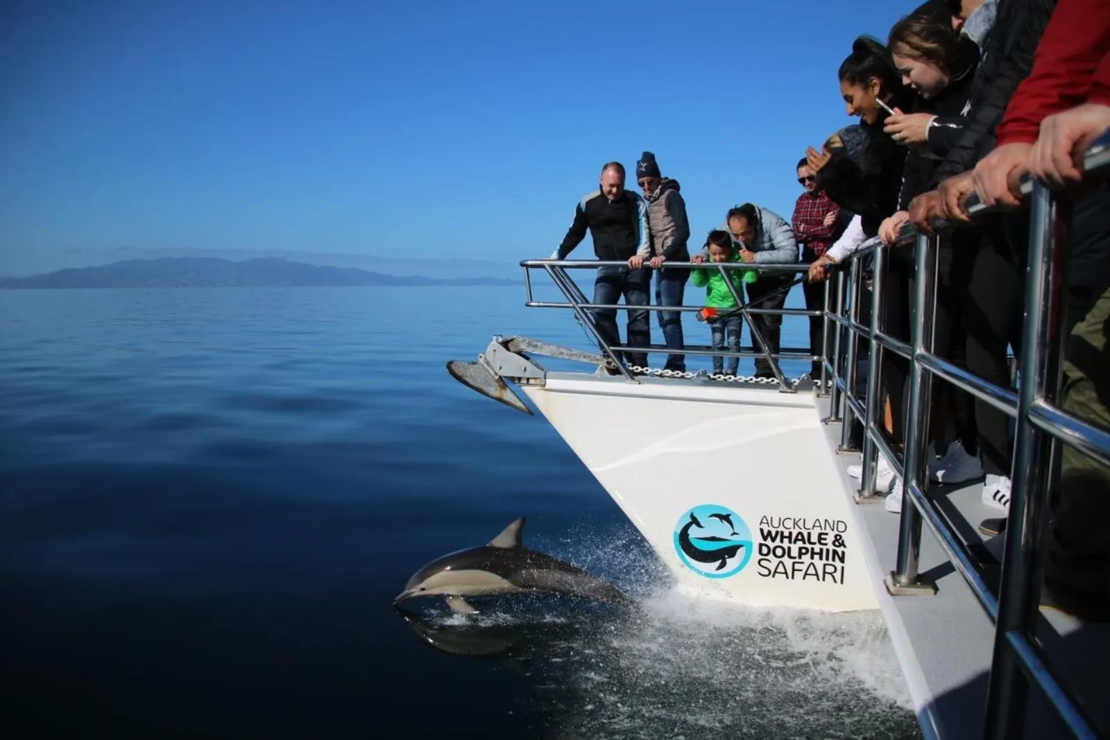 Common dolphin riding the bow wave as passengers watch from the rail