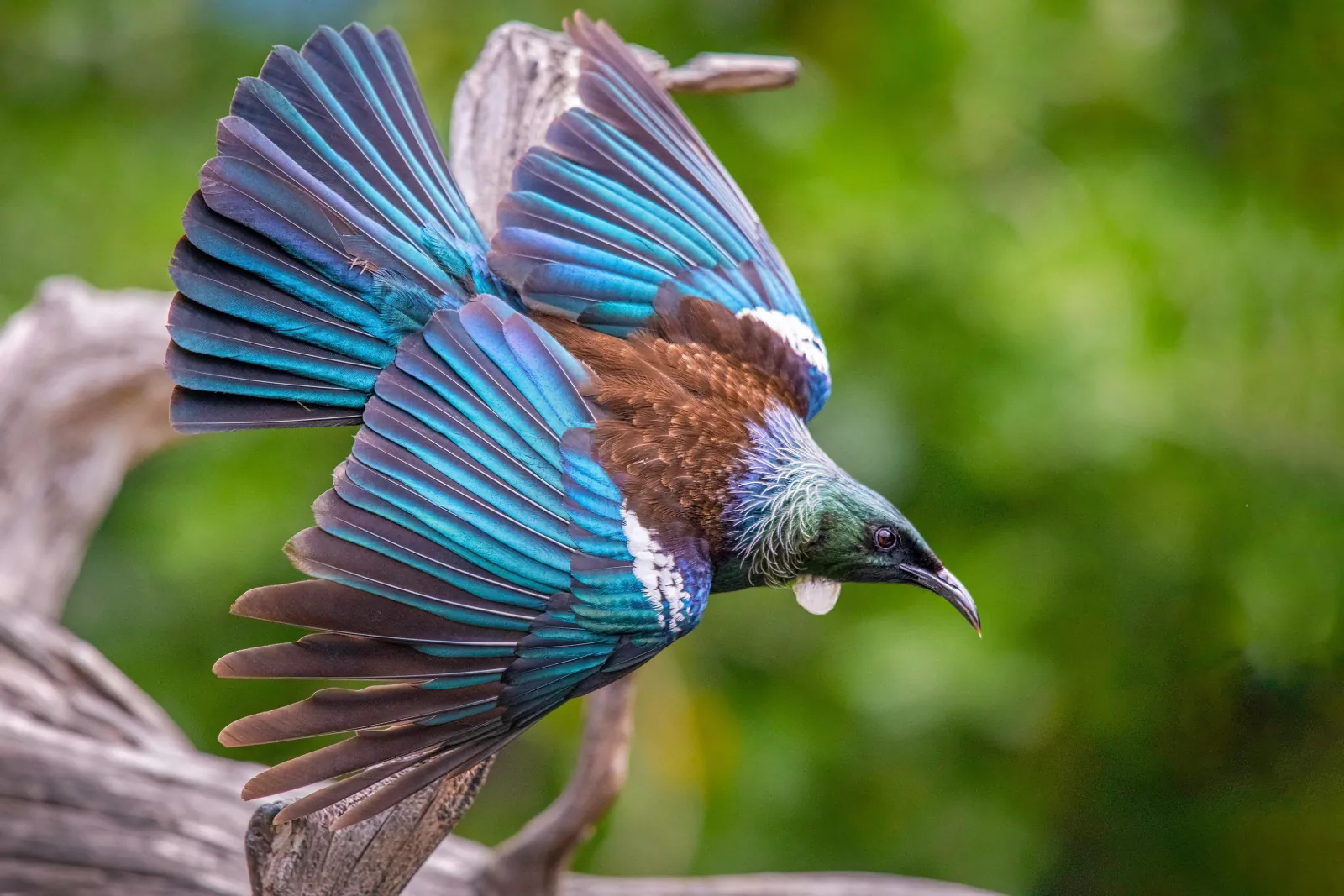 Tūī with iridescent blue-green wings spread, landing on a branch