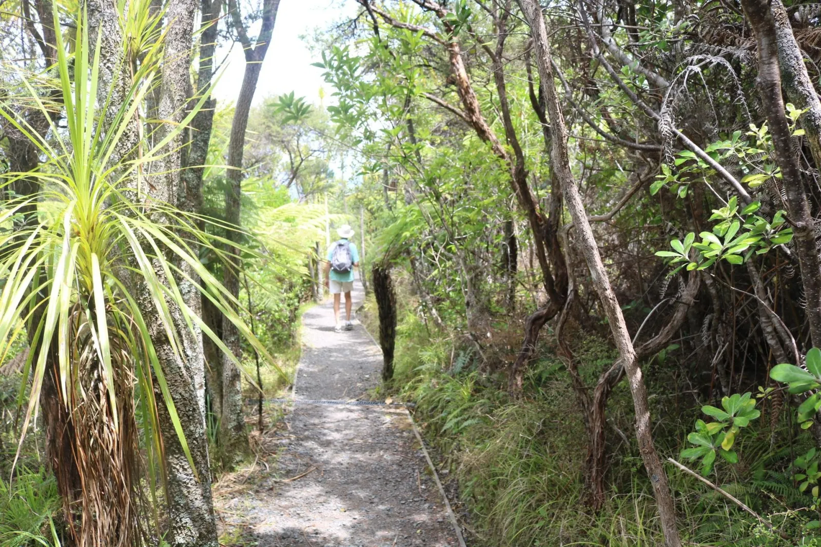Walker on a gravel track through native bush and cabbage trees