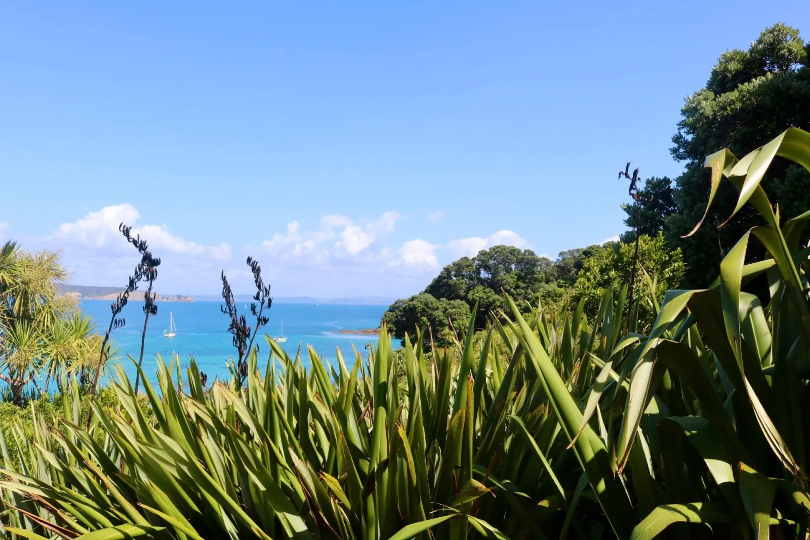 Flax and native bush framing a view over the Hauraki Gulf